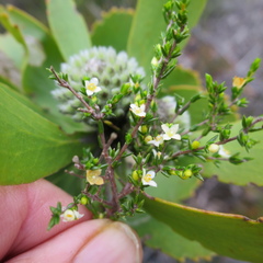 Lachnaea axillaris