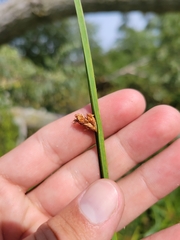 Schoenoplectus americanus