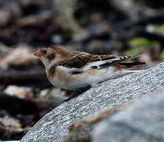 Plectrophenax nivalis