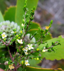 Lachnaea axillaris