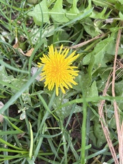 Taraxacum officinale