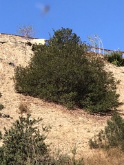 Quercus agrifolia