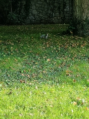 Sciurus carolinensis