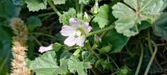 Malva neglecta