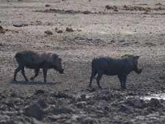 Phacochoerus africanus