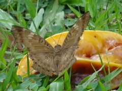 Euthalia aconthea gurda