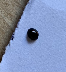 Exochomus quadripustulatus