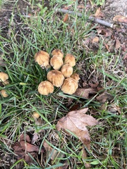 Coprinellus