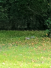 Sciurus carolinensis