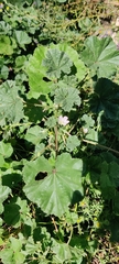 Malva neglecta
