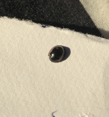 Exochomus quadripustulatus