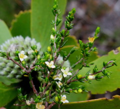 Lachnaea axillaris