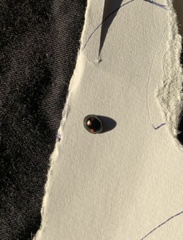 Exochomus quadripustulatus