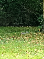 Sciurus carolinensis