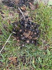 Coprinellus
