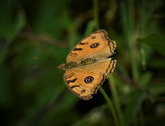 Junonia almana