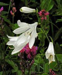 Paradisea liliastrum