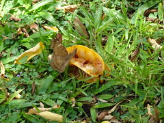 Euthalia aconthea gurda