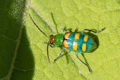 Diabrotica speciosa