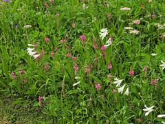 Paradisea liliastrum