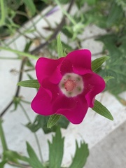 Callirhoe