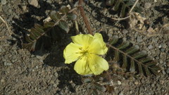 Tribulus cristatus