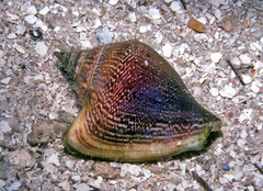 Laevistrombus canarium