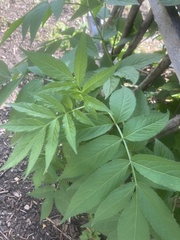 Sambucus