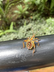 Pachylis nervosus
