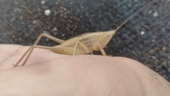 Neoconocephalus triops