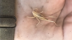 Neoconocephalus triops
