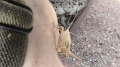 Neoconocephalus triops