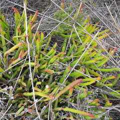 Carpobrotus muirii