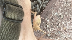 Neoconocephalus triops