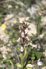 Anacamptis collina