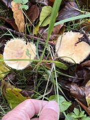 Stropharia coronilla
