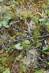 Micranthes nelsoniana