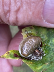 Mastophora phrynosoma