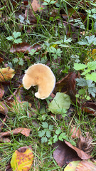 Stropharia coronilla