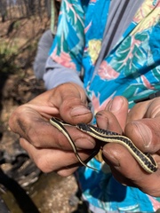 Thamnophis elegans elegans