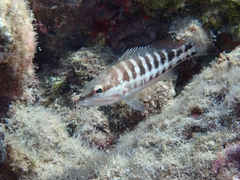 Serranus cabrilla