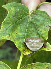 Mastophora phrynosoma