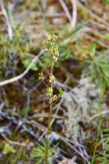 Micranthes nelsoniana