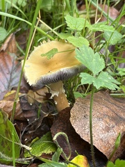 Stropharia coronilla