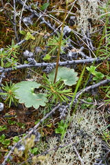 Micranthes nelsoniana