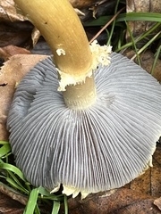 Stropharia coronilla