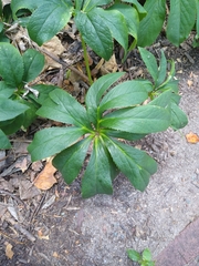 Helleborus