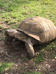 Centrochelys sulcata