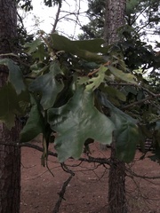 Quercus falcata
