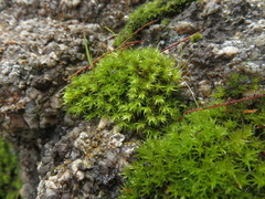 Leptodontium paradoxum